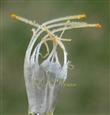  Stamens with dimorphic filaments and anthers